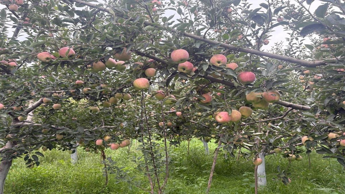 Kashmir apples lose their shine as extreme weather causes Rs 300-400 crore crop loss; growers suffer